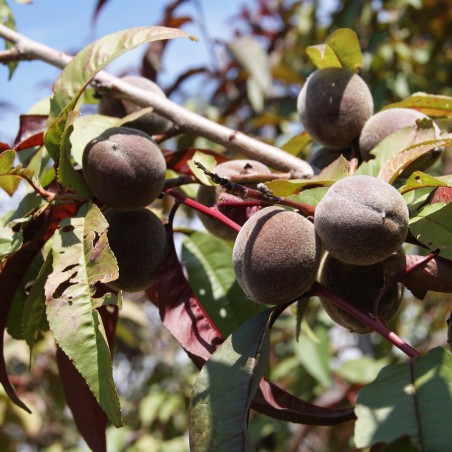 Red Leaf Peach Rubira