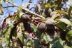 Red Leaf Peach Rubira