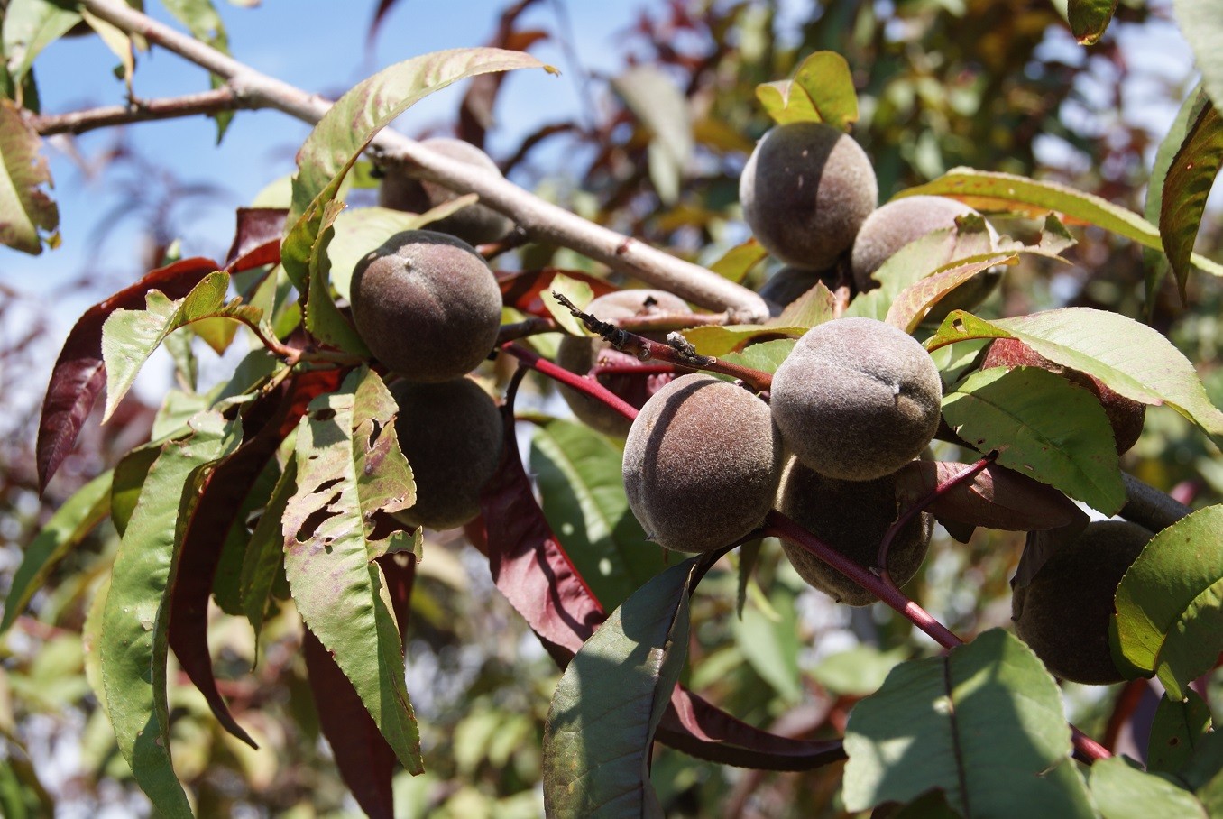Red Leaf Peach Rubira - Prunus Persica Rubira