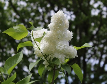 Lilas Madame Lemoine