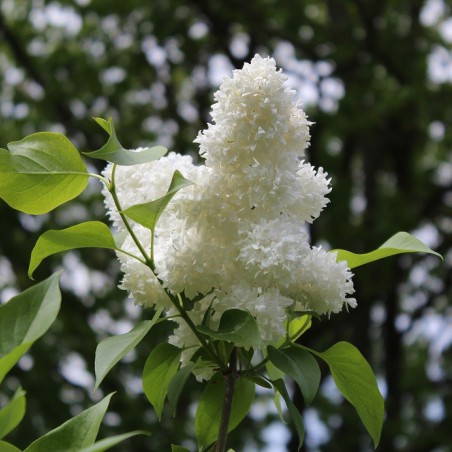 Madam Lemoine Lilac  - Syringa vulgaris Madame Lemoine