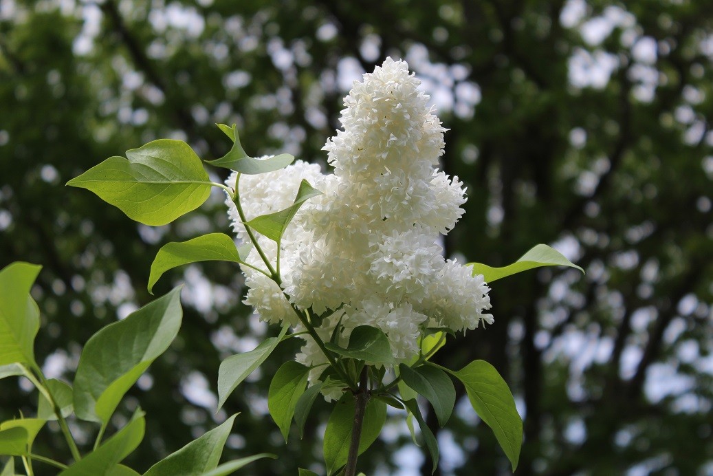 Madam Lemoine lilac