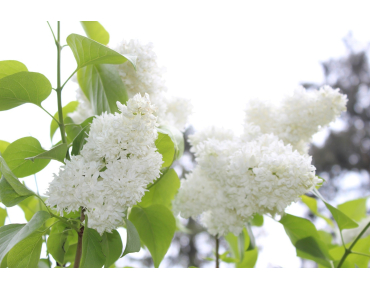 Madame Lemoine sering - Syringa vulgaris Madame Lemoine
