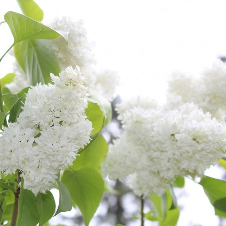 Madam Lemoine Lilac  - Syringa vulgaris Madame Lemoine