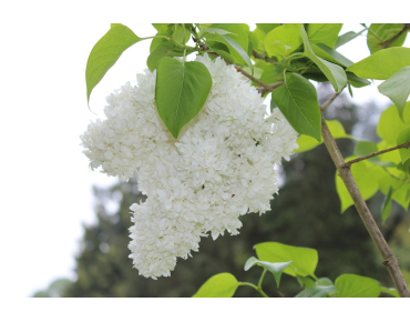 Madame Lemoine sering - Syringa vulgaris Madame Lemoine