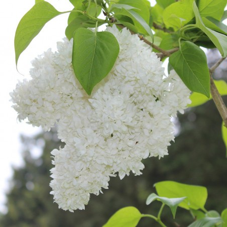 Edelflieder Mme Lemoine - Syringa vulgaris Madame Lemoine
