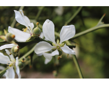 Citronnier du nord - Poncirus Trifoliata