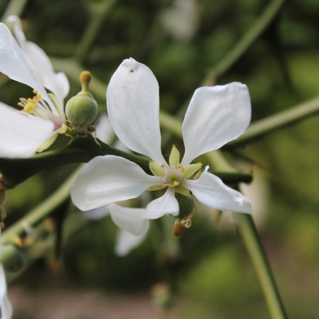 Citronnier du nord - Poncirus Trifoliata