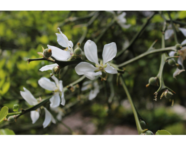 Citronnier du nord - Poncirus Trifoliata