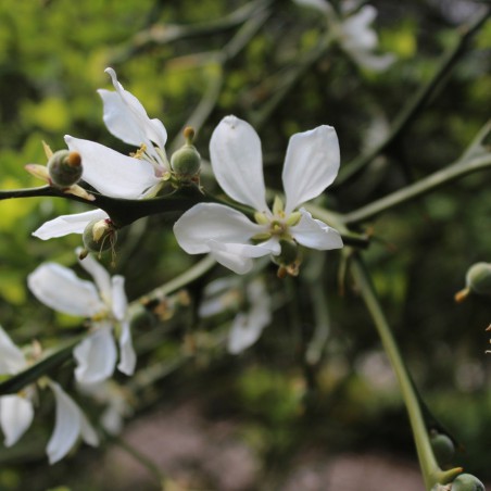 Citronnier du nord - Poncirus Trifoliata