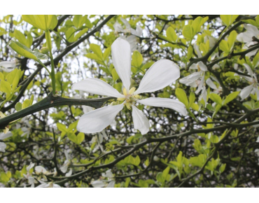 Citronnier du nord - Poncirus Trifoliata