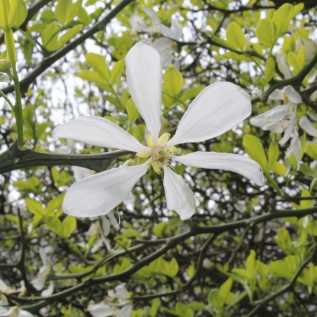 Citronnier du nord - Poncirus Trifoliata