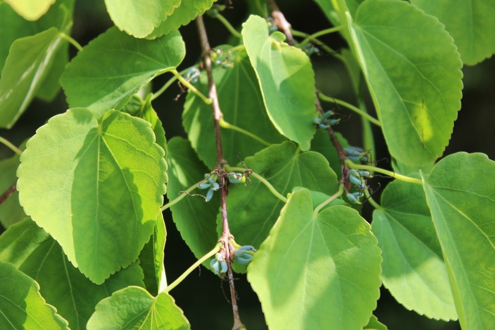 Arbre à caramel - Cercidiphyllum Japonicum