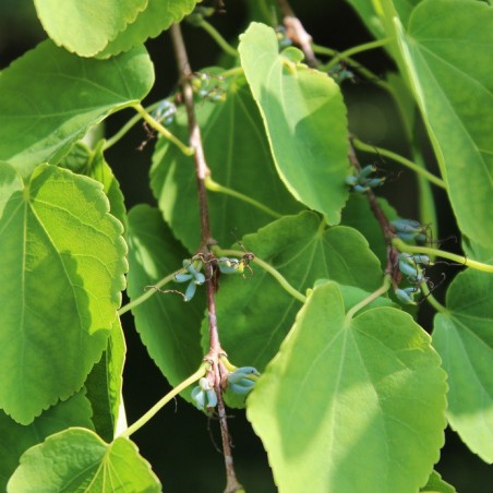 Katsuraboom - Cercidiphyllum japonicum