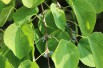 Arbre à caramel - Cercidiphyllum Japonicum