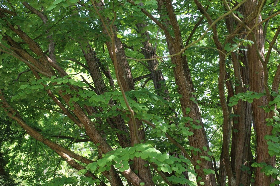 Arbre à caramel - Cercidiphyllum Japonicum