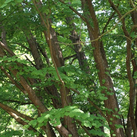 Japanese Katsura tree - Cercidiphyllum japonicum