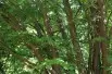 Arbre à caramel - Cercidiphyllum Japonicum