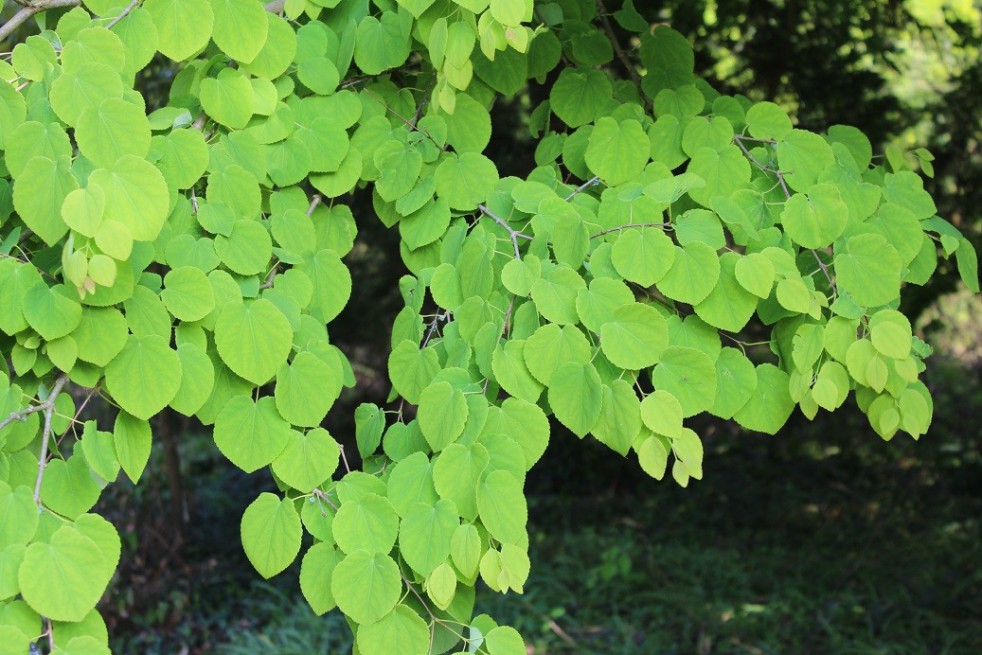 Arbre à caramel - Cercidiphyllum Japonicum