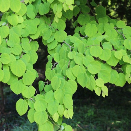 Japanese Katsura tree - Cercidiphyllum japonicum