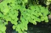 Arbre à caramel - Cercidiphyllum Japonicum