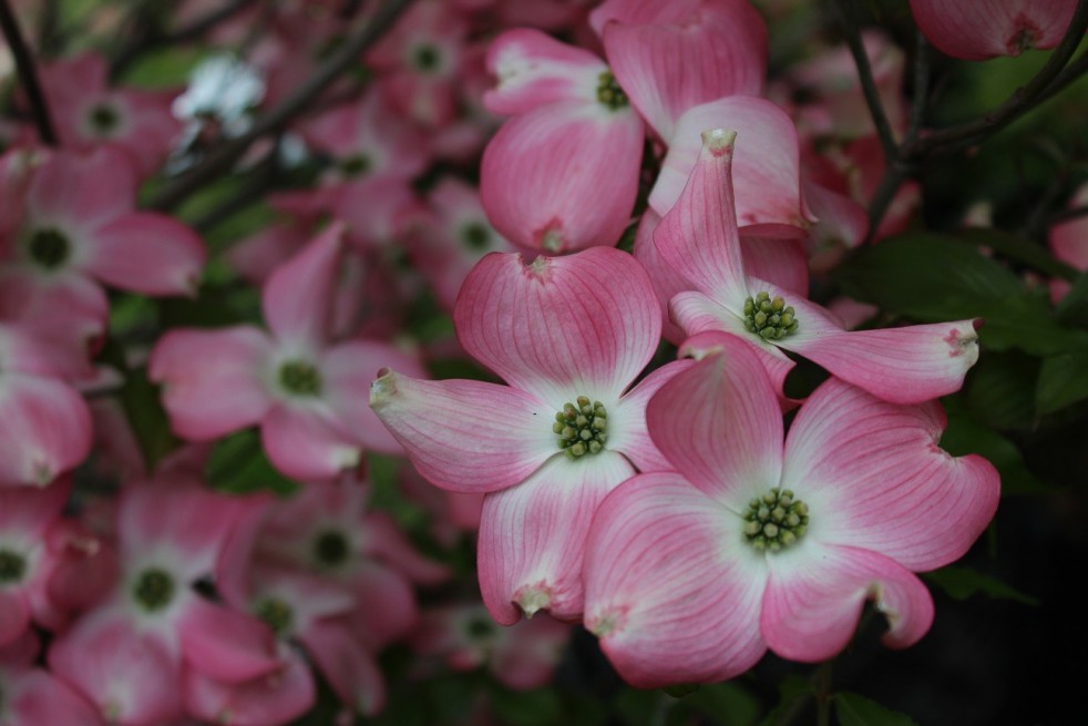 Pink flowering dogwood