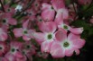 Cornouiller d’Amérique à fleurs rose