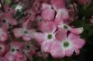 Pink flowering dogwood