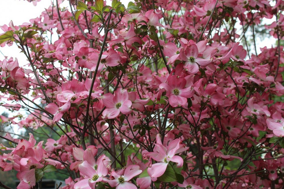 Pink flowering dogwood