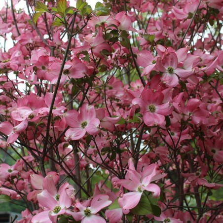 Cornouiller d’Amérique à fleurs rose