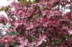Pink flowering dogwood