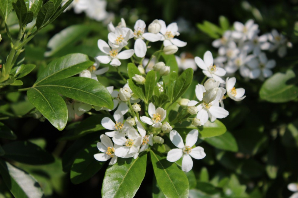 Mexican orange blossom