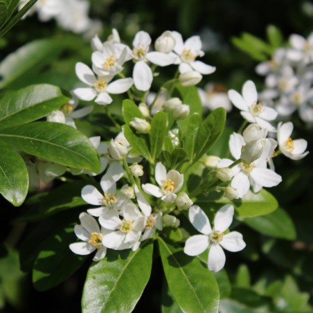 Mexican orange blossom
