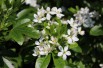 Mexican orange blossom