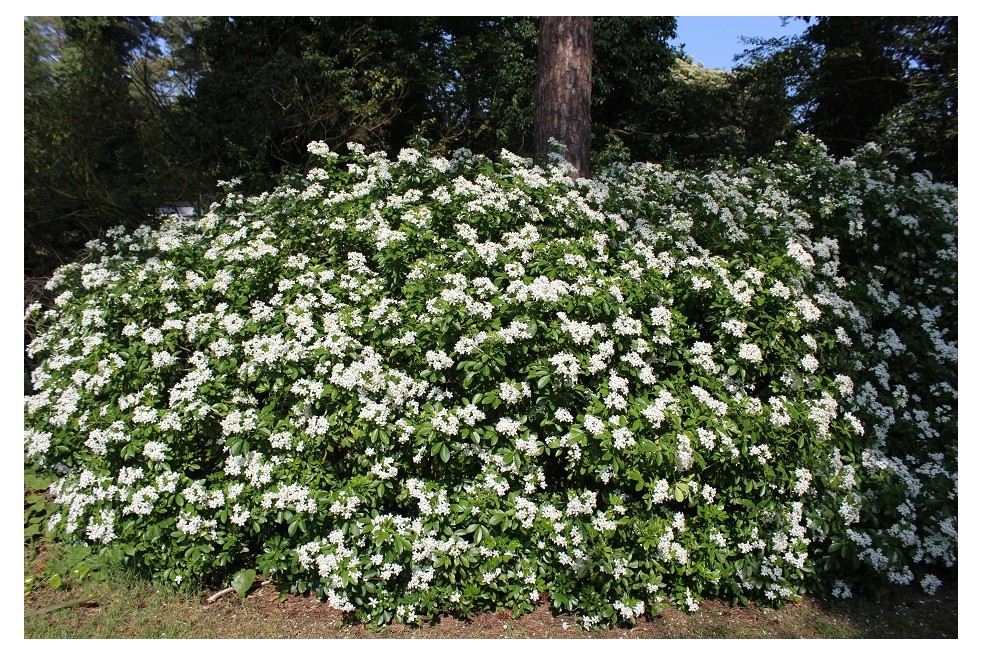 Mexican orange blossom