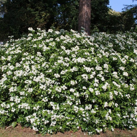 Mexican orange blossom