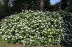 Mexican orange blossom