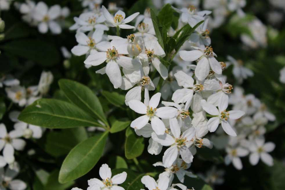 Mexican orange blossom