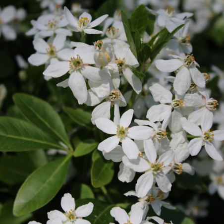 Mexican orange blossom
