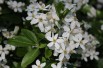 Mexican orange blossom