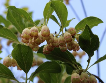 Andromède campanulée