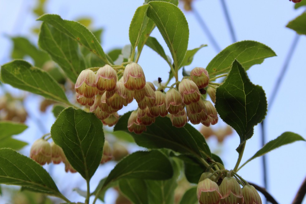 Redvein enkianthus
