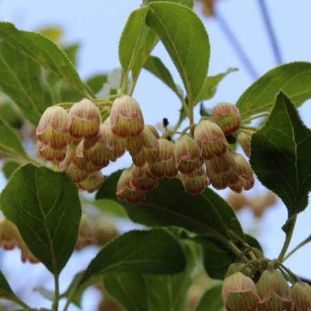 Redvein enkianthus