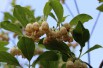 Redvein enkianthus