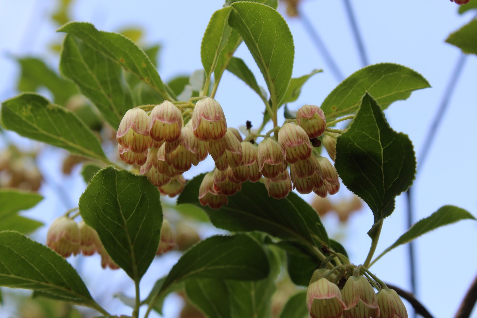 Redvein enkianthus