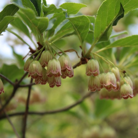 Andromède campanulée