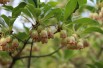 Redvein enkianthus