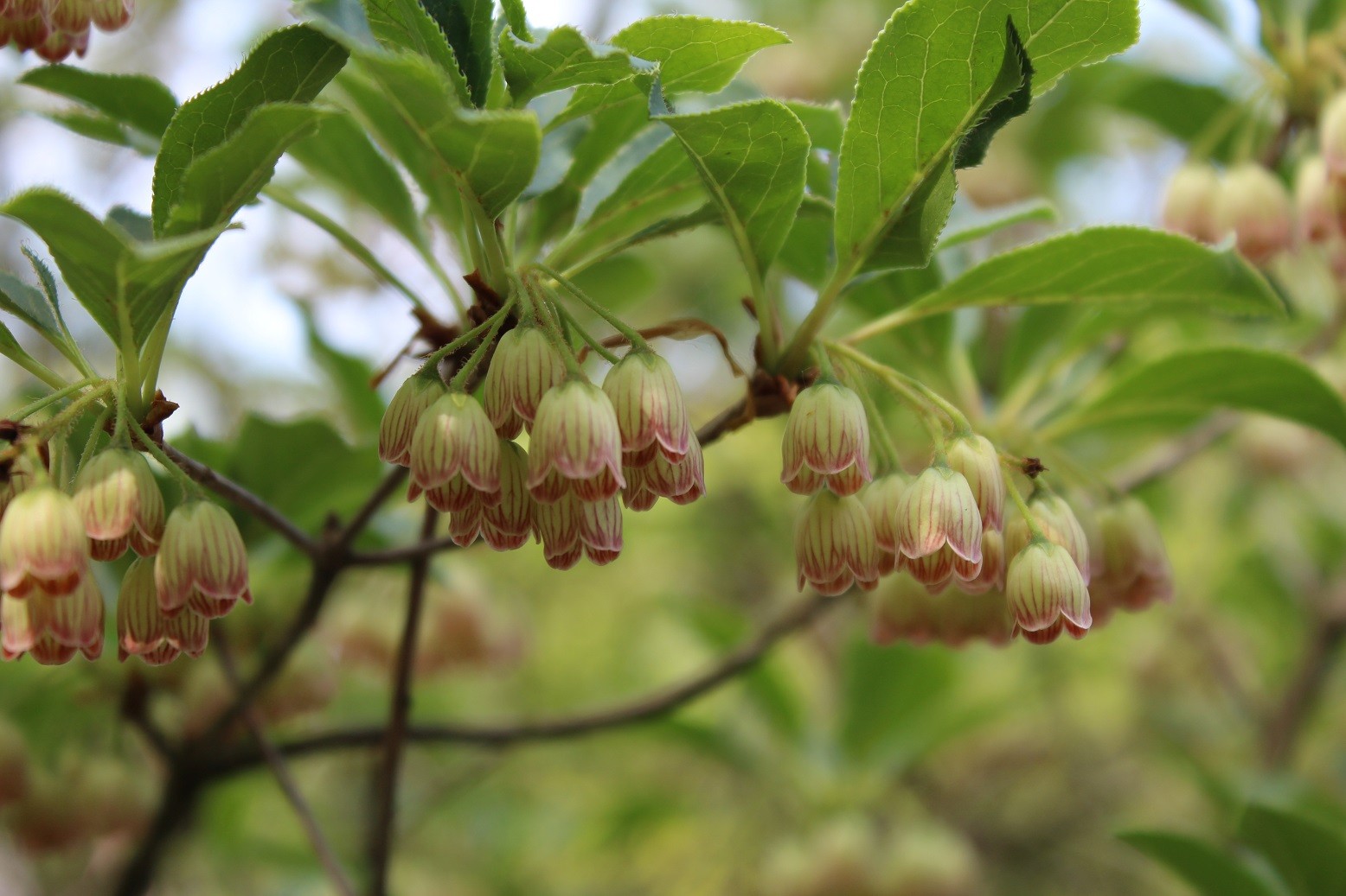 Redvein enkianthus