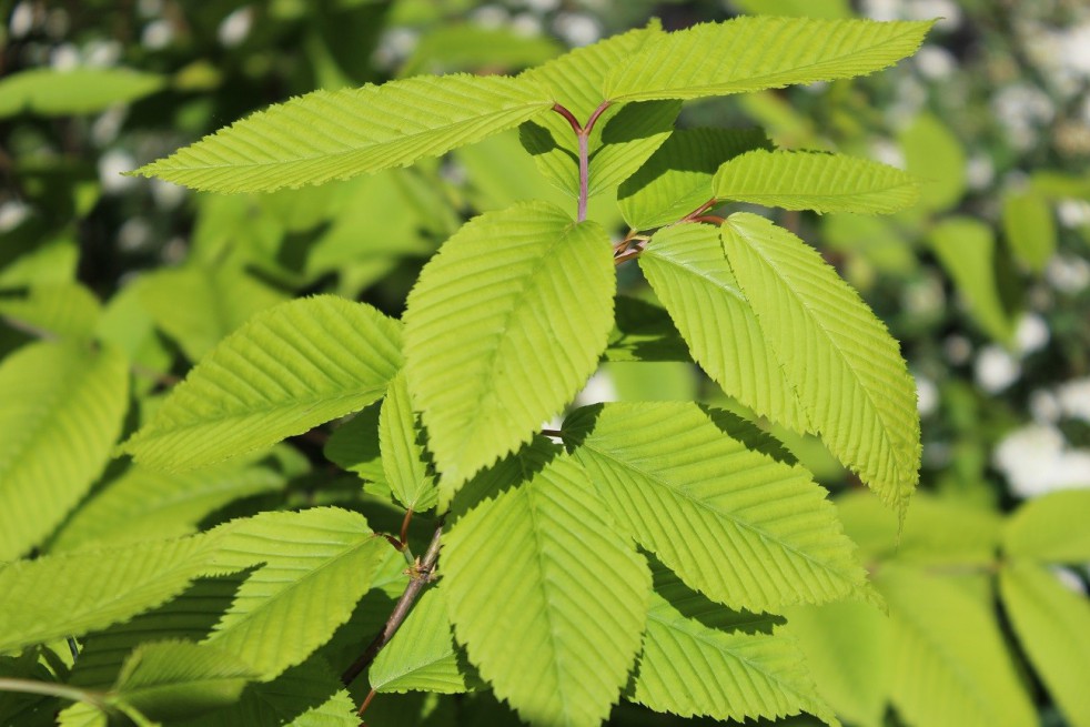 Érable à feuilles de charme