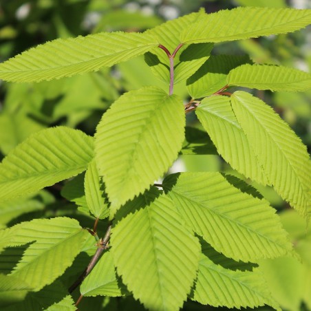 Hornbeam maple